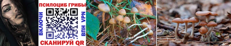 Купить где  Волжск  Галлюциногенные грибы Psilocybe 